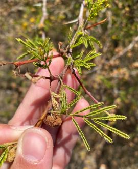 Mimosa bush has leaves with pairs of tiny leaflets. 