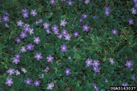 A dense mat of flowering blue periwinkle plants.