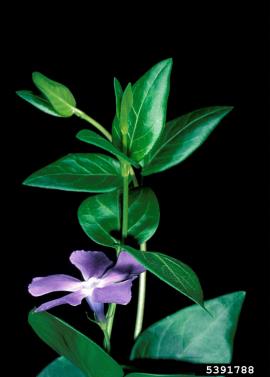 Blue periwinkle has opposite pairs of leaves.