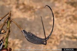 The woody capsule has two horns up to 25 cm long.