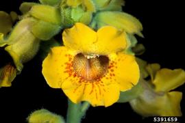 Yellow flowered devil's claw has yellow trumpet shaped flowers with red or purple spots in the throat.