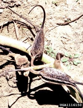 The woody seed capsules are spiny and have curved claws with hooked tips.