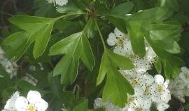Hawthorn has lobed leaves with toothed edges.
