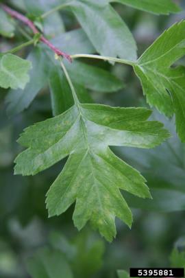Hawthorn has lobed leaves with toothed edges.