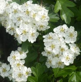 Hawthorn flowers have white or pink petals.