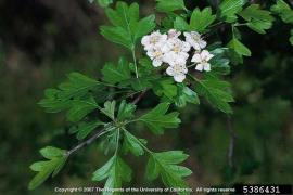 Hawthorn flowers have white or pink petals.