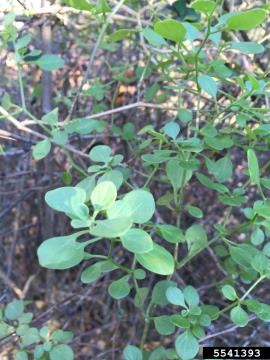 Pampas lily of the valley is a is a perennial, low sprawling herb or vine. 
