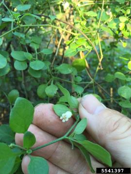Pampas lily of the valley has tiny white or cream flowers with 5 triangular, curved petals.
