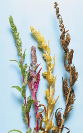 Kochia changes colour as it ages.