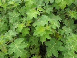 Tropical soda apple leaves are green with prominent cream coloured veins.
