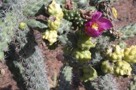 Snake cactus has yellow fruit and rose to purple coloured flowers