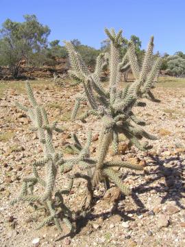 Snake cactus has multiple spiney branches spreading in all directions.