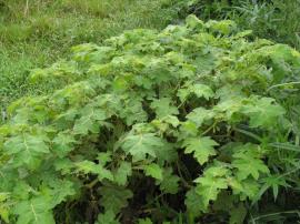 Tropical soda apple is a wide spreading shrub, often with dense foliage. 