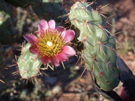 Jumping cholla has spiny stems and pink flowers.
