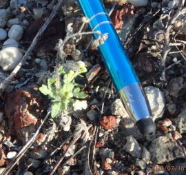 Parthenium weed can produce flowers when the plants are very small