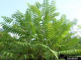 The leaves are made up of many leaflets.