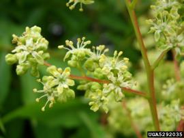 The flowers are small with 5 whitish or greenish petals.