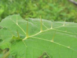 Tropical soda apple leaves have spines growing along the cream coloured leaf veins.