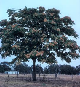 A mature tree of heaven in fruit.