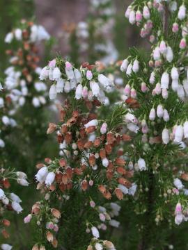 Spanish heath flowers turn brown as they age.