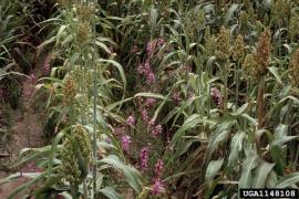 Witchweeds are parasitic plants that cause severe damage in crops.