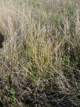 Giant rat's tail grass