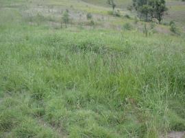 Giant rat's tail grass infestation