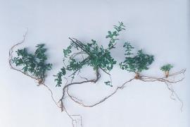 St John’s wort can produce new plants from lateral roots