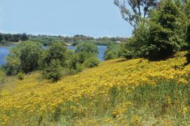 A large expanse of St John’s wort