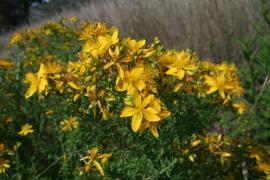  Yellow flowers of St John’s wort
