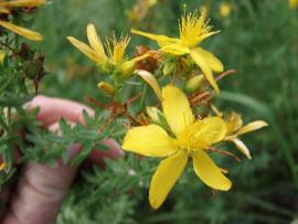 Close up of yellow St John’s wort flower