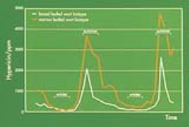 Graph showing how hypericin levels in broad-leaf and narrow-leaf St John’s wort varies through the year