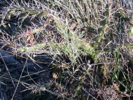 Tiger pear has cylindrical stems with long white spines.