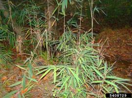 Arundinaria reed is a type of bamboo. Older stems are tall and upright, younger often droop.