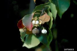 Chinese tallow trees have round capsules with 3 white seeds.
