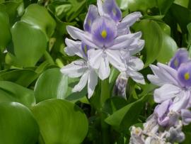 Water hyacinth has characteristic blue-ish-purple flowers with a yellow centre. 