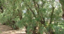 Athel pine was traditionally planted around  homesteads for shade.