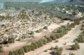 Athel pine has infested hundreds of kilometres of the Finke River in central Australia. 
