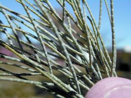 Athel pine has jointed fine branchlets that look like pine needles.