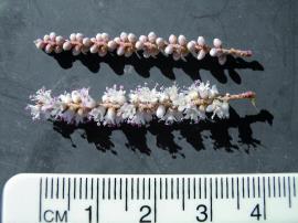 Athel pine has small white and purple flowers in summer, the flower buds are rounded before they open. 