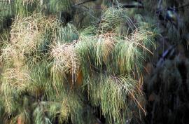 The drooping branches look similar to some species of native Casuarina and Allocasuarina species.