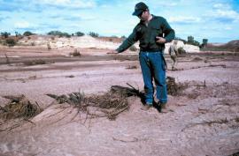 Finke River athel pine infestation after blade ploughing.