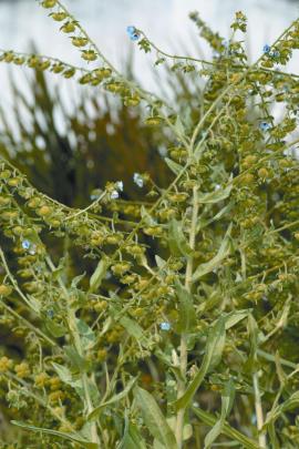 Blue hound’s tongue is a biennial herb which  grows up to 600 mm high.
