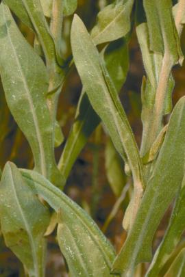 The leaves of blue hound’s tongue are toxic to livestock. 