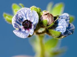 Flowers are pink to blue and have darker veins and stamens growing from the  base of the tube.