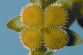 Flowers each produce four ‘nutlets’ covered with short, hooked or barbed  prickles when mature.