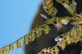 Mature plants can produce several hundred seeds. 