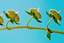 The stems of blue hound’s tongue are covered  in fine hairs. 