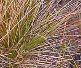 Cane needle grass