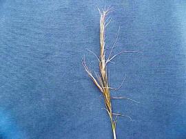 Nassella hyalina - Cane needle grass
